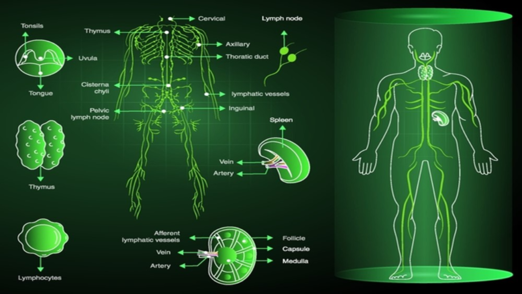 Lymphatic System