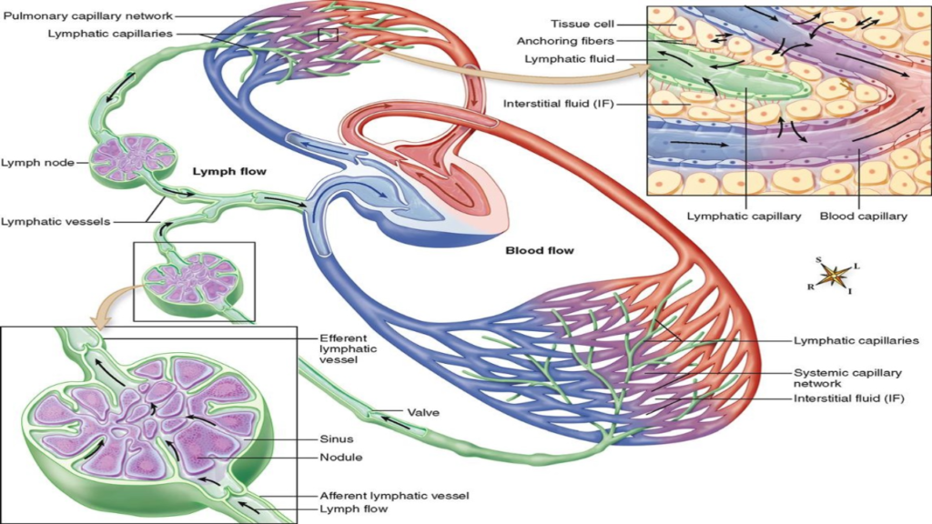 Lymphatic System