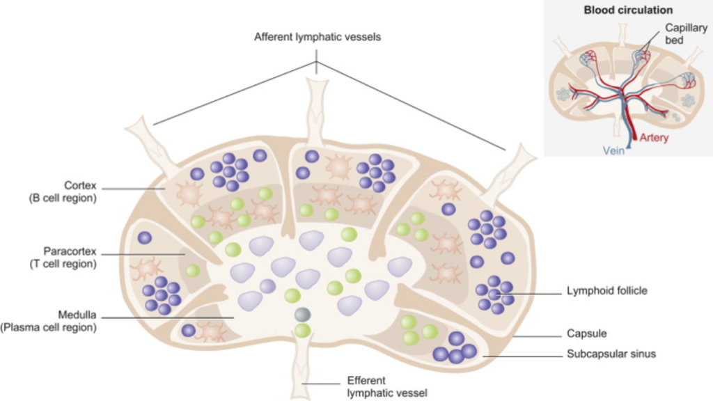 Lymph Node